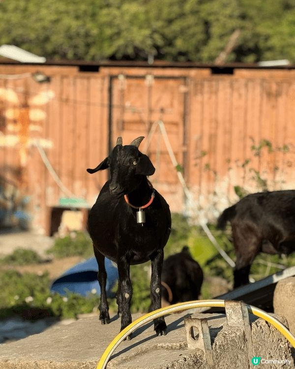 最近去左位於屯門掃管笏既千島湖行山，呢條路線雖然有斜路同樓梯...