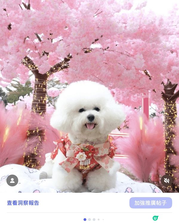 推介給不同的人士到不同的商場佈置打卡，留下紀念以及到不同的商...