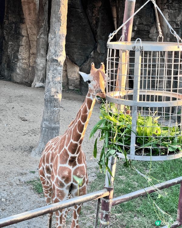 台北市立動物園，20幾蚊港幣入場費，可以睇好多野生動物，玩足...
