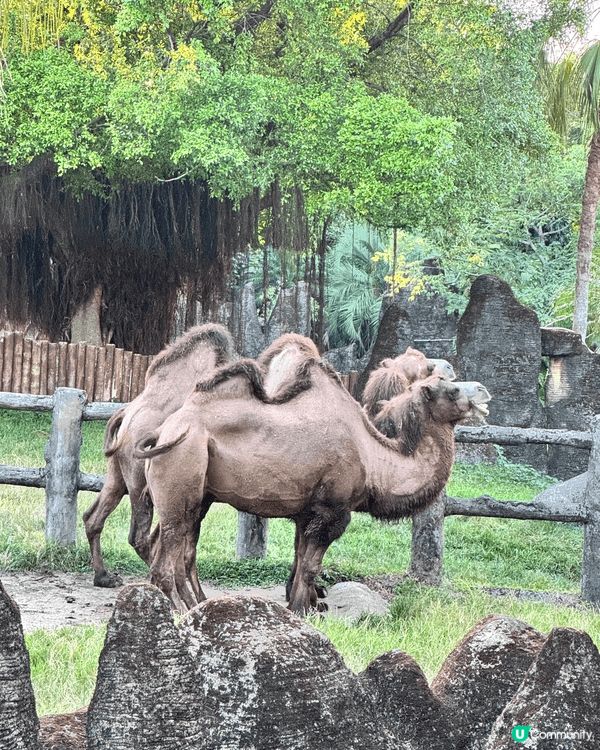 台北市立動物園，20幾蚊港幣入場費，可以睇好多野生動物，玩足...