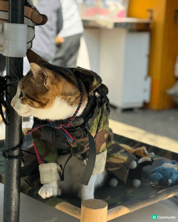 錦上路跳蚤市場，終於要結業了