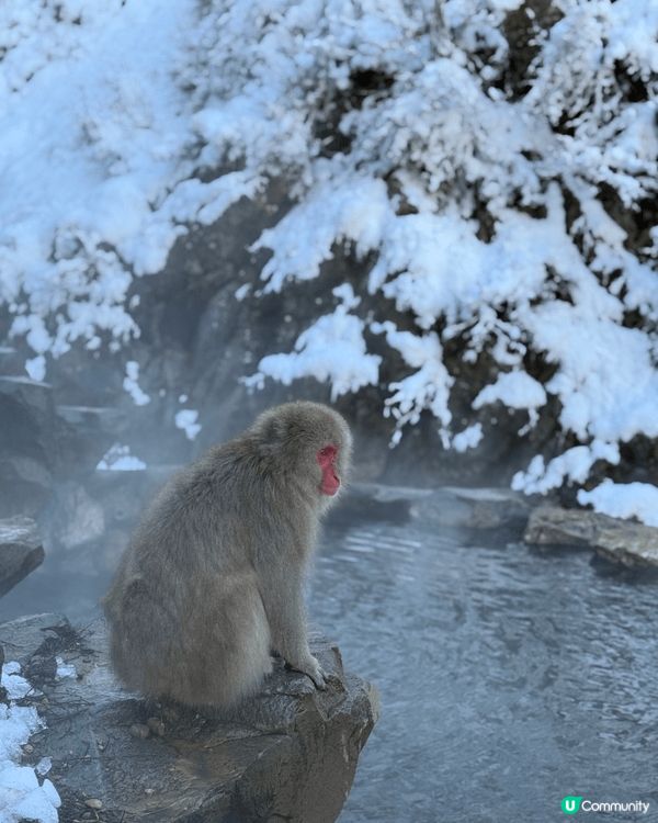 如果你鍾意去日本旅行，咁我推薦人生必去地方「地獄谷野猿公苑」...