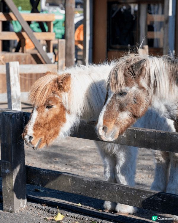 🗻 富士山下的童話牧場：馬飼野牧場全攻略 🐑