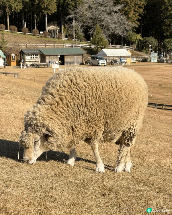 🗻 富士山下的童話牧場：馬飼野牧場全攻略 🐑