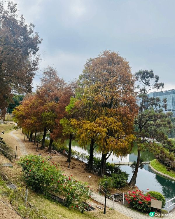 中文大學是距離市區市區最近嘅美景！賞花後亦可到附近飲茶享受美...