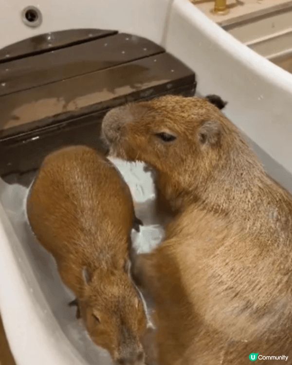 日本名古屋室內動物館