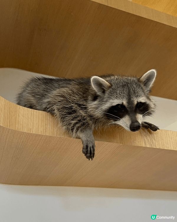 AIA嘉年華燈光燦爛