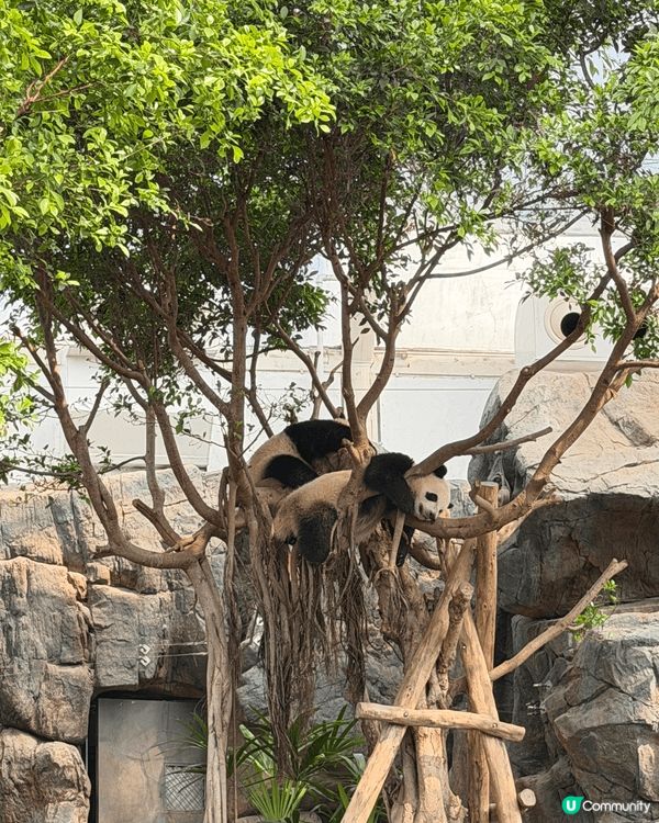 放假的時候，daddy mami帶左我去海洋公園🎡 第一站就...