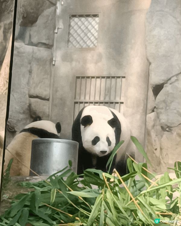 香港第一對土生土長嘅熊貓，係咪好可愛、好得意呢？快啲嚟海洋公...