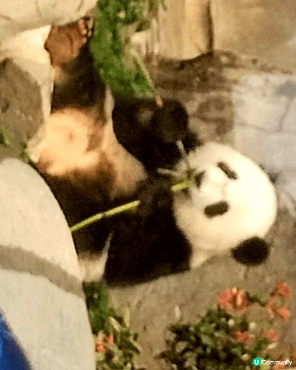香港第一對土生土長嘅熊貓，係咪好可愛、好得意呢？快啲嚟海洋公...