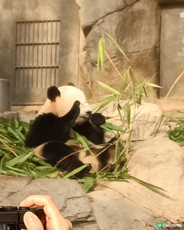 香港第一對土生土長嘅熊貓，係咪好可愛、好得意呢？快啲嚟海洋公...