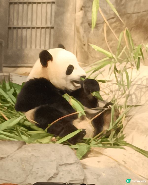 香港第一對土生土長嘅熊貓，係咪好可愛、好得意呢？快啲嚟海洋公...