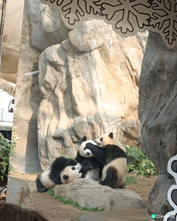 香港第一對土生土長嘅熊貓，係咪好可愛、好得意呢？快啲嚟海洋公...