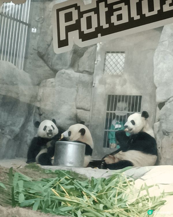 香港第一對土生土長嘅熊貓，係咪好可愛、好得意呢？快啲嚟海洋公...