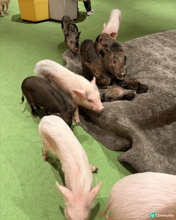 我推介去沖繩的話，必定要去DMM水族館，個到地方唔係好大，但...