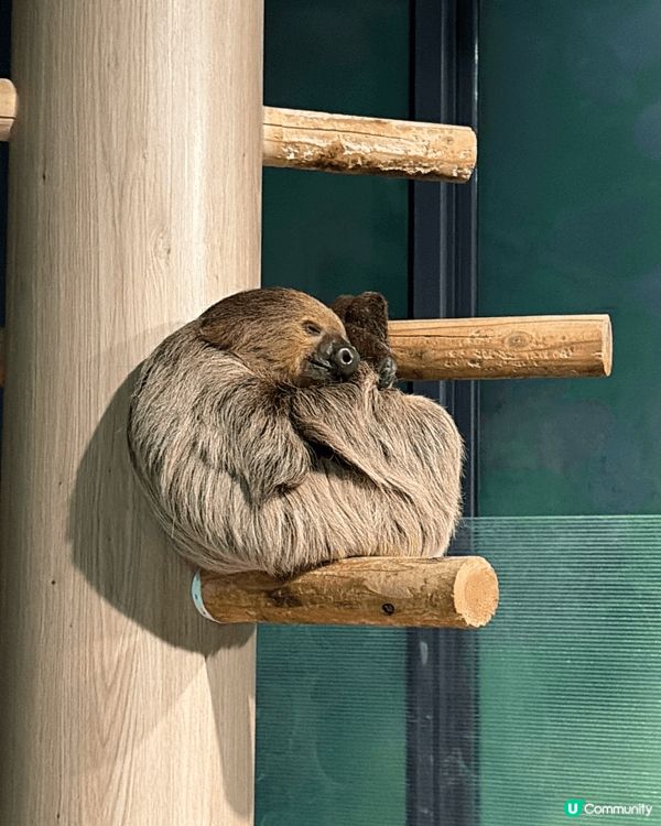 我推介去沖繩的話，必定要去DMM水族館，個到地方唔係好大，但...