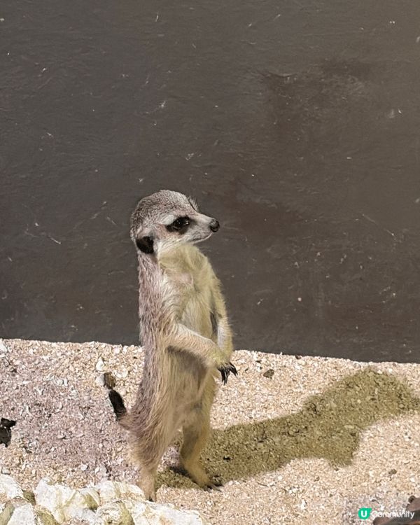 我推介去沖繩的話，必定要去DMM水族館，個到地方唔係好大，但...
