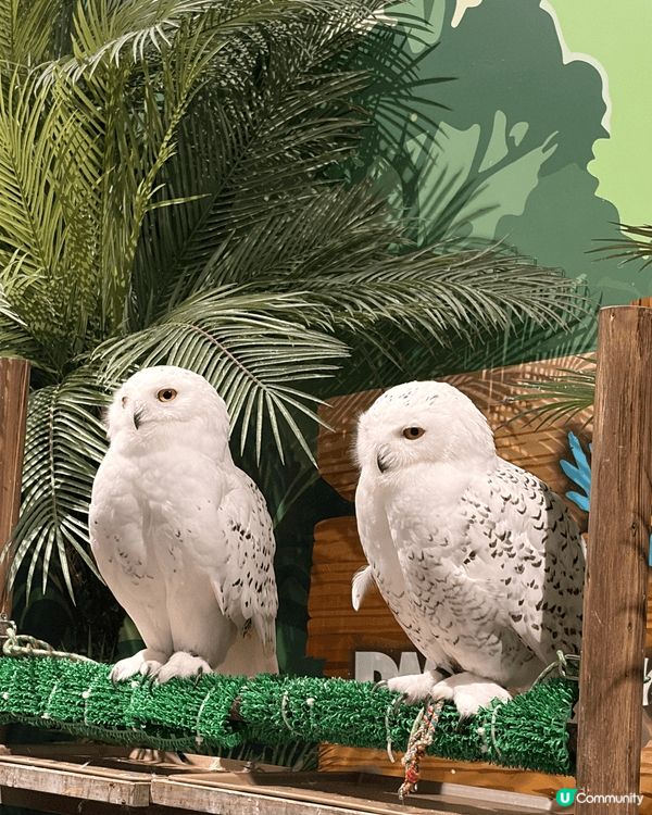 我推介去沖繩的話，必定要去DMM水族館，個到地方唔係好大，但...