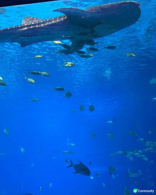 First time 一家人珠海長隆👶 虎鯨show勁好睇，...