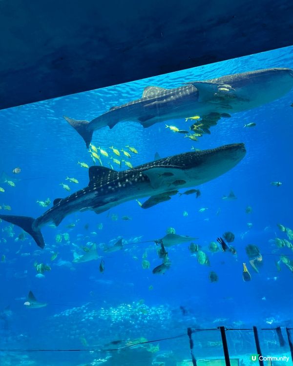 First time 一家人珠海長隆👶 虎鯨show勁好睇，...