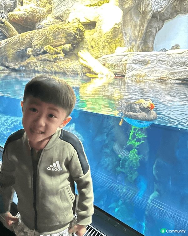 我誠意推介大阪親子遊，動情皆宜。有小朋友愛睇既海遊館，有親親...