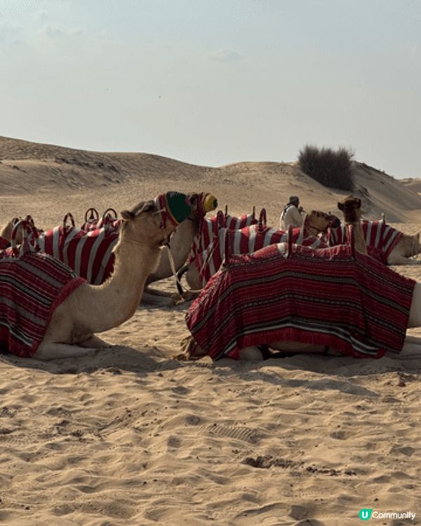 杜拜之旅非常有驚喜，唔止係由土豪國嘅固定印象，除咗有好多又大...
