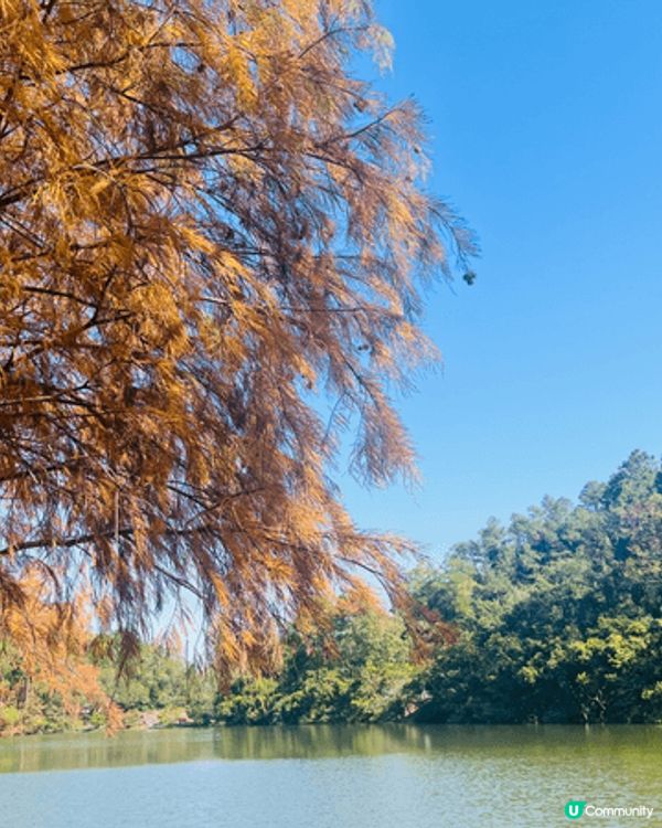 剛剛周末去了流水響水塘觀賞落羽松，十分推介大家冬季前往打卡。...