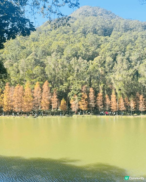 剛剛周末去了流水響水塘觀賞落羽松，十分推介大家冬季前往打卡。...