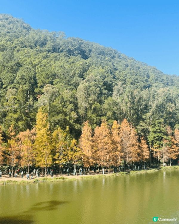 剛剛周末去了流水響水塘觀賞落羽松，十分推介大家冬季前往打卡。...