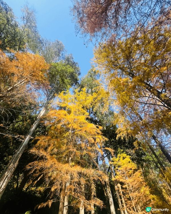 剛剛周末去了流水響水塘觀賞落羽松，十分推介大家冬季前往打卡。...
