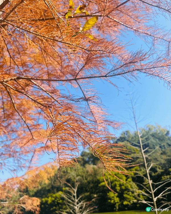 剛剛周末去了流水響水塘觀賞落羽松，十分推介大家冬季前往打卡。...