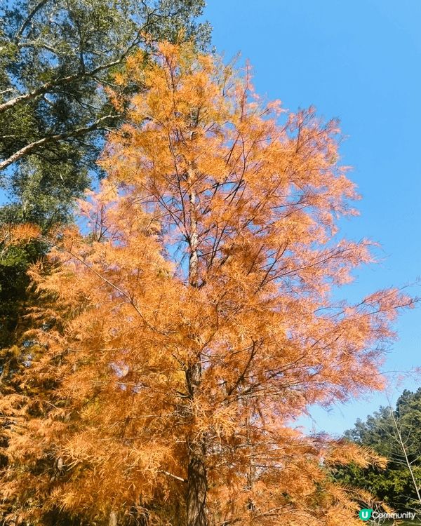 剛剛周末去了流水響水塘觀賞落羽松，十分推介大家冬季前往打卡。...