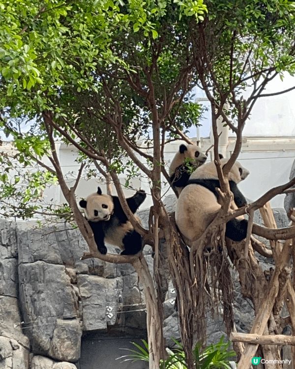 打卡熱點強烈推介海洋公園🐬,主要有三大特色：～