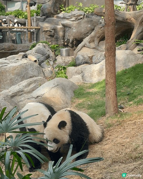 打卡熱點強烈推介海洋公園🐬,主要有三大特色：～