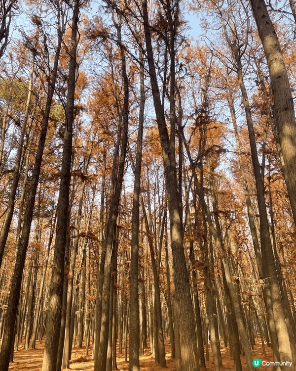 今次介紹的地方是上海共青國家森林公園，是合適情侶、一家大小、...