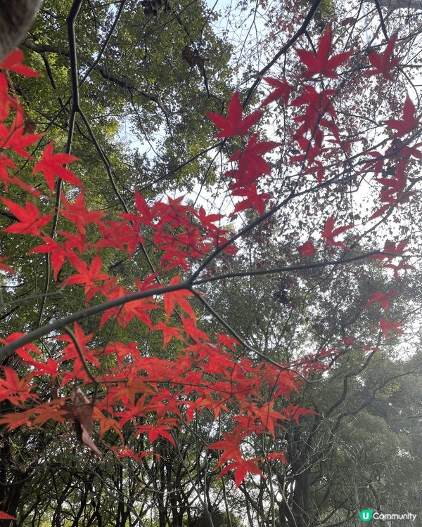 今次介紹的地方是上海共青國家森林公園，是合適情侶、一家大小、...