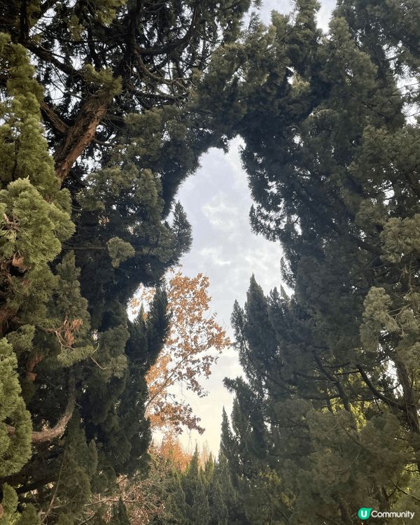 今次介紹的地方是上海共青國家森林公園，是合適情侶、一家大小、...