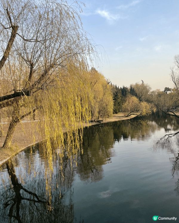 今次介紹的地方是上海共青國家森林公園，是合適情侶、一家大小、...