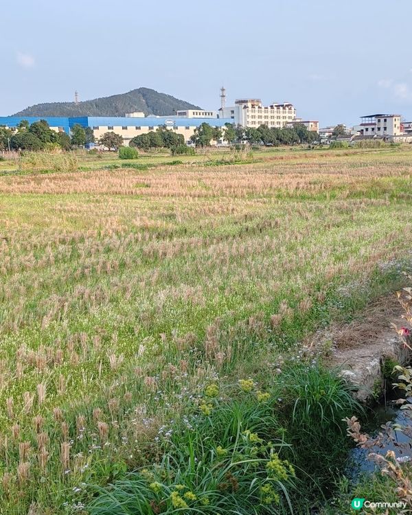 秋收後的田園