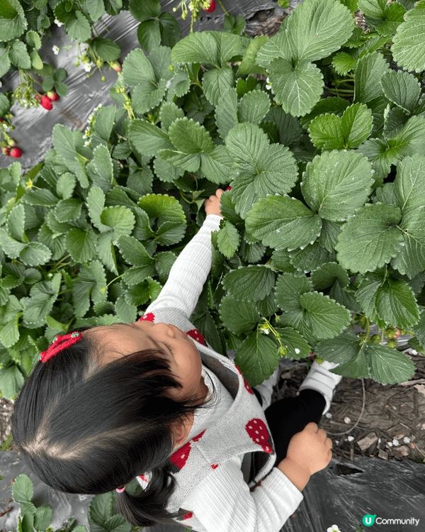 圖一：第一次摘草莓🍓體驗
