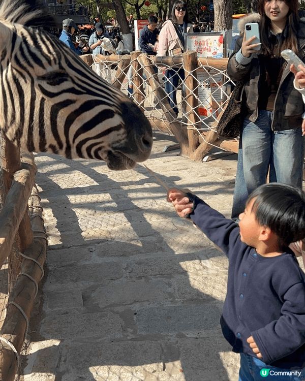岩岩帶咗小朋友去上海野生動物園玩，認識咗好多動物，仲可以餵佢...