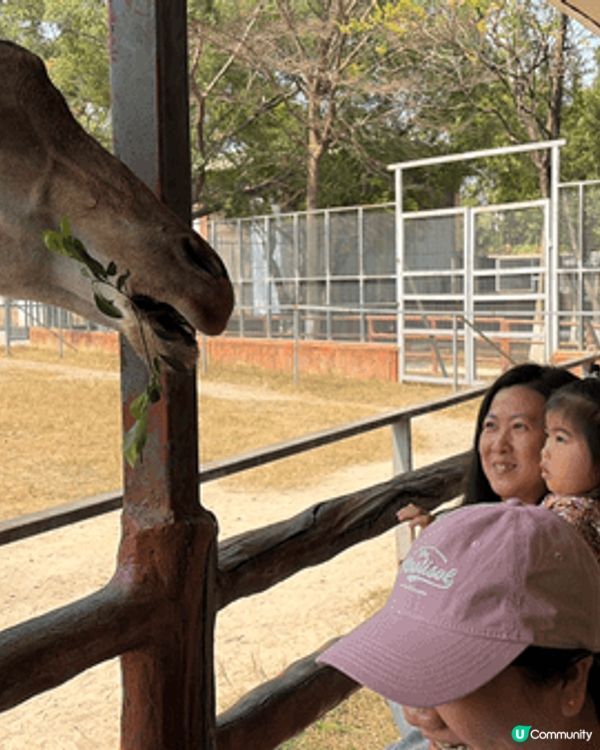 新年期間同女兒去左動物園，餵長頸鹿。又去左室內遊樂場玩，女兒...