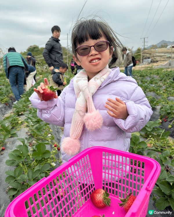 2月初我哋帶晴晴去咗「老徐士多啤梨園」摘士多啤梨🍓親親大自然...