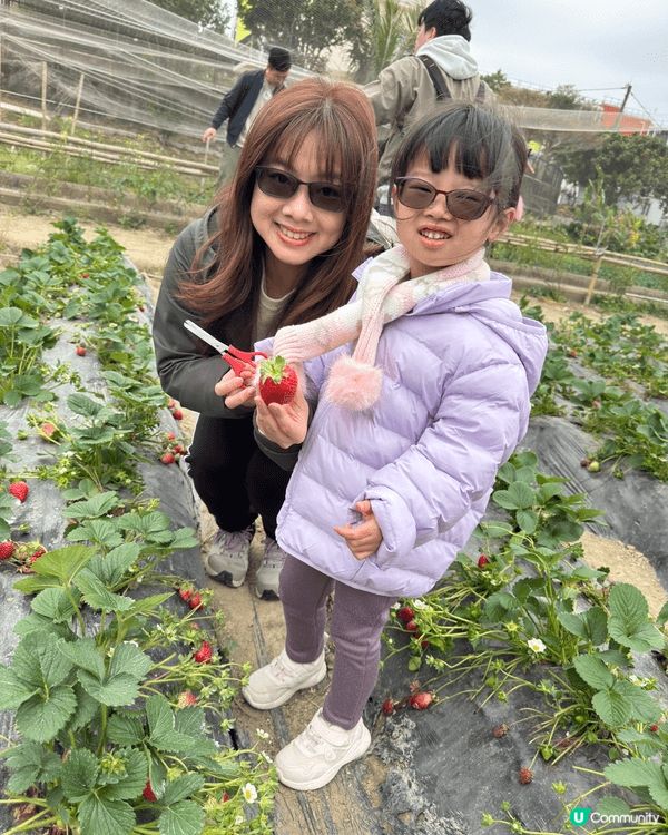 2月初我哋帶晴晴去咗「老徐士多啤梨園」摘士多啤梨🍓親親大自然...