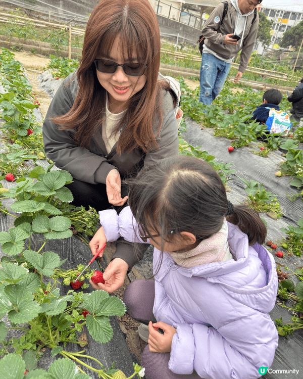 2月初我哋帶晴晴去咗「老徐士多啤梨園」摘士多啤梨🍓親親大自然...