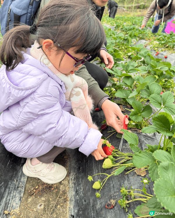 2月初我哋帶晴晴去咗「老徐士多啤梨園」摘士多啤梨🍓親親大自然...