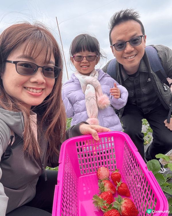2月初我哋帶晴晴去咗「老徐士多啤梨園」摘士多啤梨🍓親親大自然...