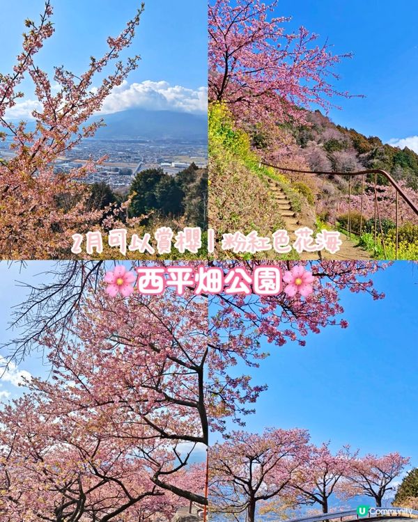 『日本』2月可以賞櫻！粉紅花海🌸🗻｜西平畑公園