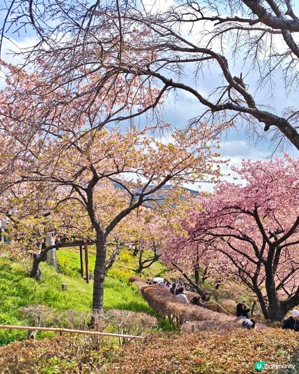 『日本』2月可以賞櫻！粉紅花海🌸🗻｜西平畑公園