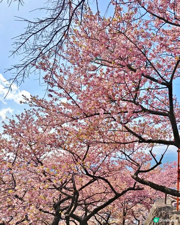 『日本』2月可以賞櫻！粉紅花海🌸🗻｜西平畑公園